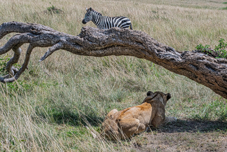 Watcging the prey Color Awards Winners and Nominees