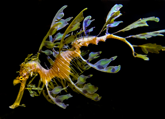 Leafy Sea Dragon Color Awards Winners and Nominees