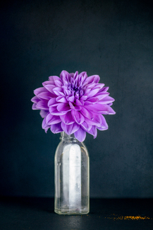 Dahlia Simplicity Color Awards Winners and Nominees
