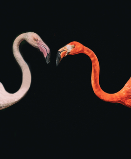 With Love Color Awards Winners and Nominees