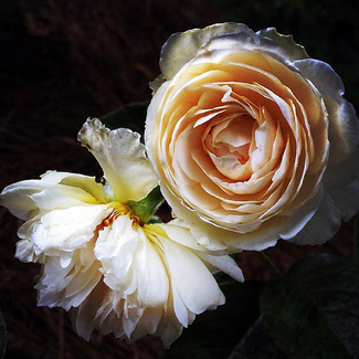 Rose Ballerina Color Awards Winners and Nominees