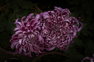 Kings Ransom Color Awards Winners and Nominees