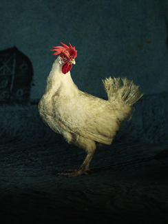 Montley Color Awards Winners and Nominees