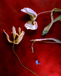 The Blue Petal Color Awards Winners and Nominees