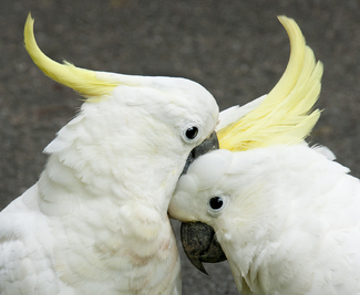 Cockatoos Color Awards Winners and Nominees