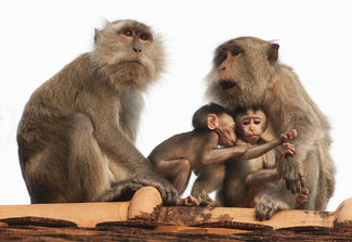 Monkey Business Color Awards Winners and Nominees