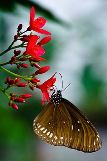 Butterfly Feeding Color Awards Winners and Nominees