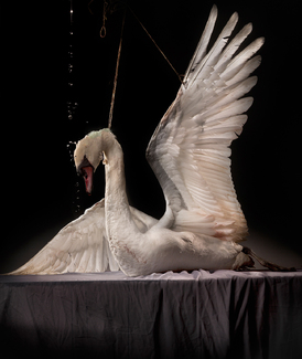 Swan Color Awards Winners and Nominees