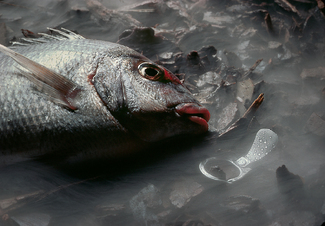 Food Chain Color Awards Winners and Nominees