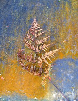 A Path Of Autumn Color Awards Winners and Nominees