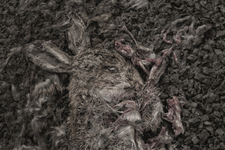 Run Rabbit Run Color Awards Winners and Nominees