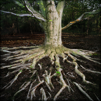 Tree, Number Five; Homa's Tree Color Awards Winners and Nominees