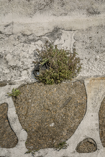 flower pot Color Awards Winners and Nominees