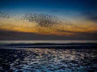 Murmuration 01 Color Awards Winners and Nominees