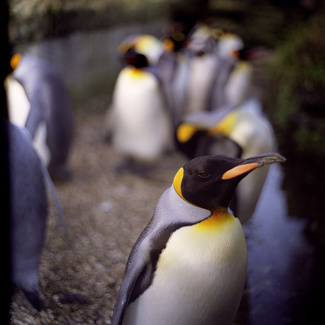 Penguin Portrait Color Awards Winners and Nominees
