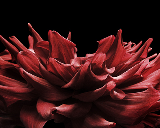 Passion Fleur Rouge #2 Color Awards Winners and Nominees