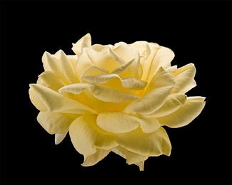 Rose Juane #1 Color Awards Winners and Nominees