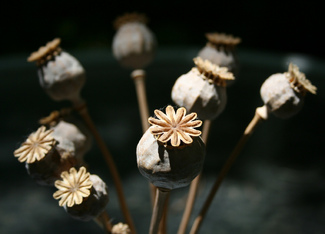 Papaver Somniferum Color Awards Winners and Nominees