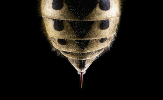 Stop bugging me 'Wasp' Color Awards Winners and Nominees