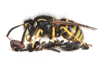 wasp with leftovers Color Awards Winners and Nominees