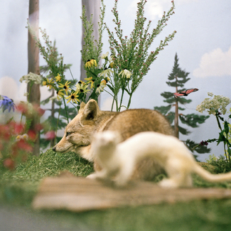 The Fox Color Awards Winners and Nominees