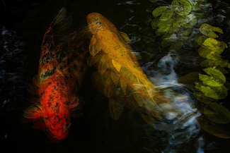 Liquid Motion Color Awards Winners and Nominees