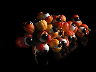 Brazilian Guarana fruit Color Awards Winners and Nominees