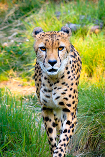 Cheetah Stare Down Color Awards Winners and Nominees