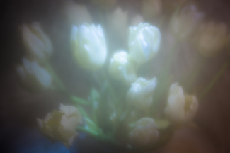 Flowers Color Awards Winners and Nominees