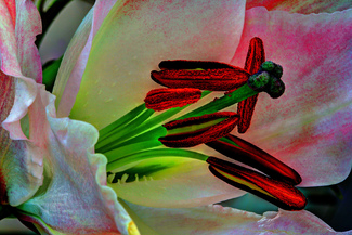 Stems of Glory Color Awards Winners and Nominees