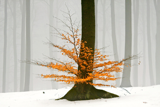 Winter Contrasts Color Awards Winners and Nominees