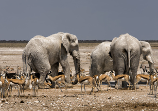 Ghost Elephants Color Awards Winners and Nominees