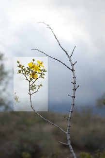 Creosote Color Awards Winners and Nominees