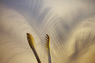 Ware The Animals Are Color Awards Winners and Nominees