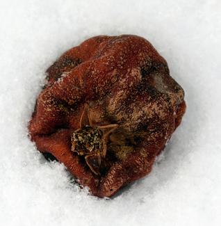 Back to Nature Color Awards Winners and Nominees