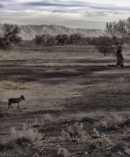 the ranch life Color Awards Winners and Nominees