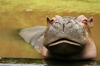 Hippopotamus Color Awards Winners and Nominees
