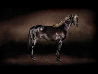 hair Color Awards Winners and Nominees