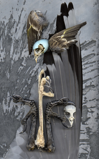 Totem Color Awards Winners and Nominees