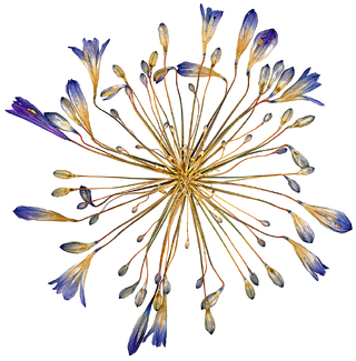 Donava Color Awards Winners and Nominees