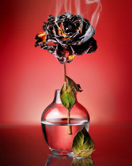 Fire Flower Color Awards Winners and Nominees