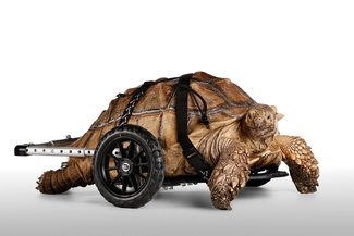 Wheelchair Turtle Color Awards Winners and Nominees