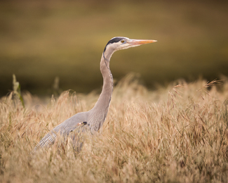 Elegance of Great Blue Heron... Color Awards Winners and Nominees