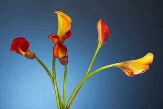 Orange Callas Color Awards Winners and Nominees