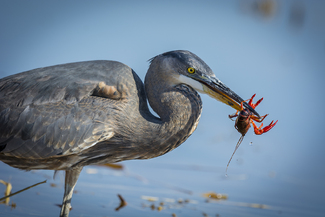 Blue Heron with Crayfish Color Awards Winners and Nominees