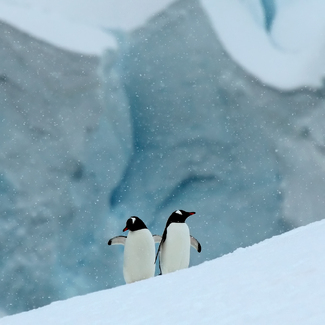 Gentoo Penguins Color Awards Winners and Nominees