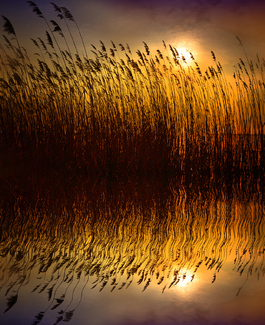 Sunset in the Reeds Color Awards Winners and Nominees