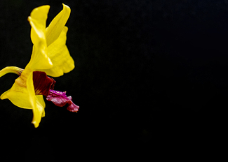 Yellow Flower Color Awards Winners and Nominees