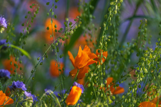 Poppy Delight Color Awards Winners and Nominees