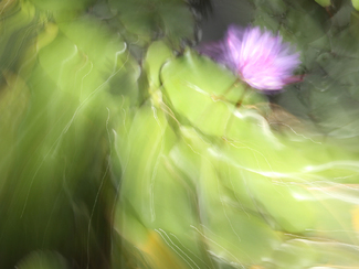 Aquarelle de Lotus Bleu Color Awards Winners and Nominees